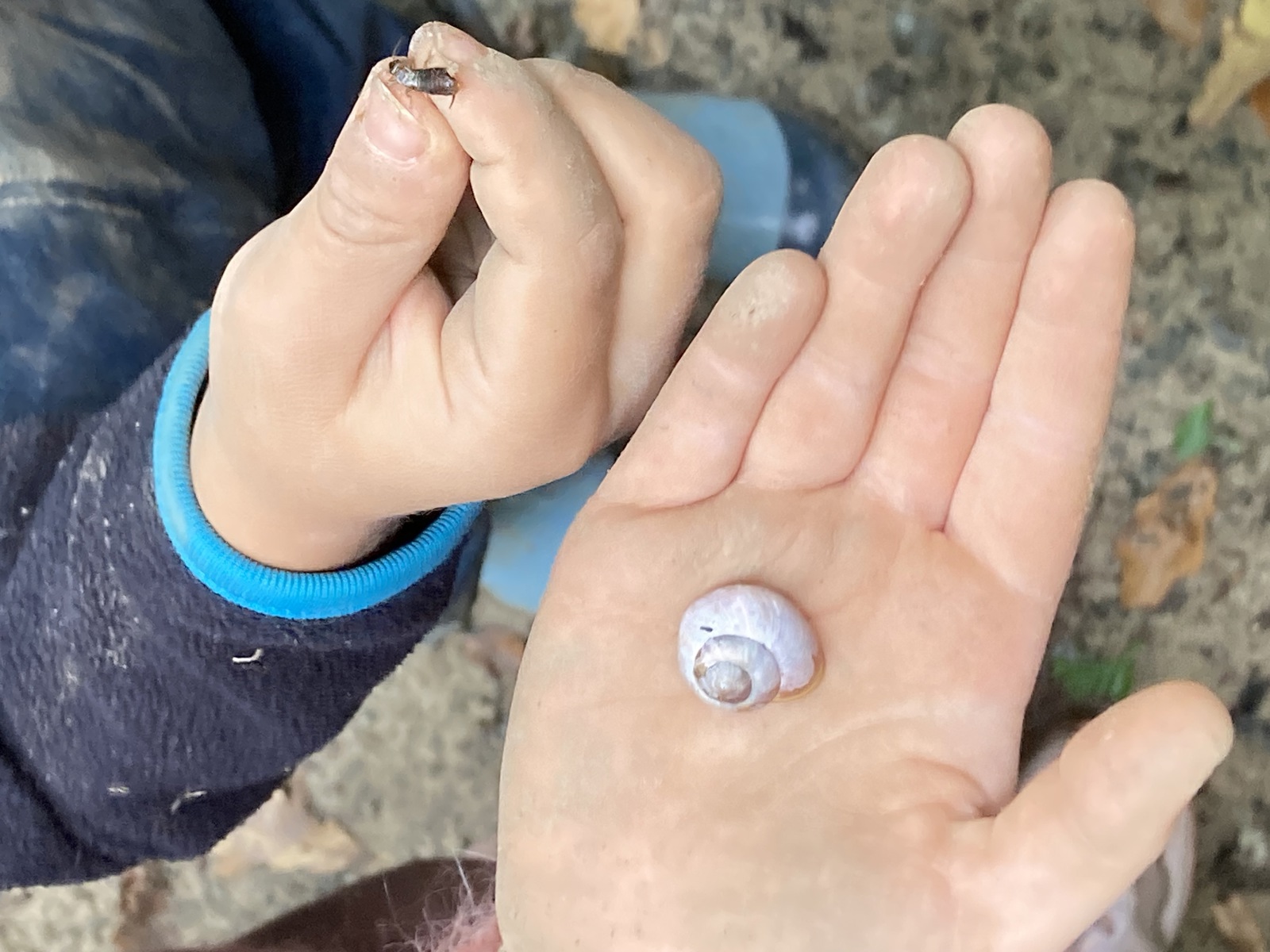 Små Nysgerrige Hænder